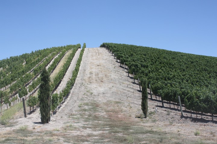 IMG_0463 The estate vineyards at L'Aventure