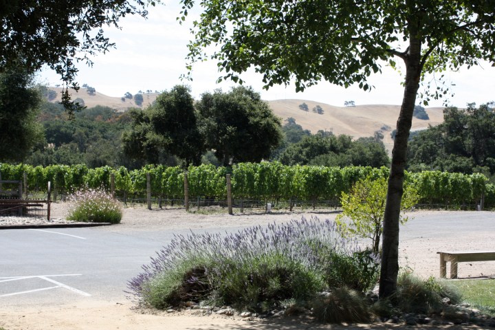 Curtis Winery
