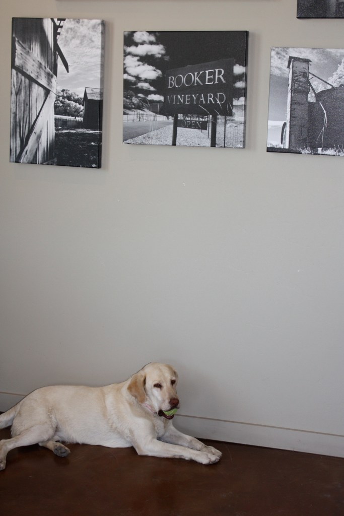 IMG_0414 One of Booker's resident doggies...