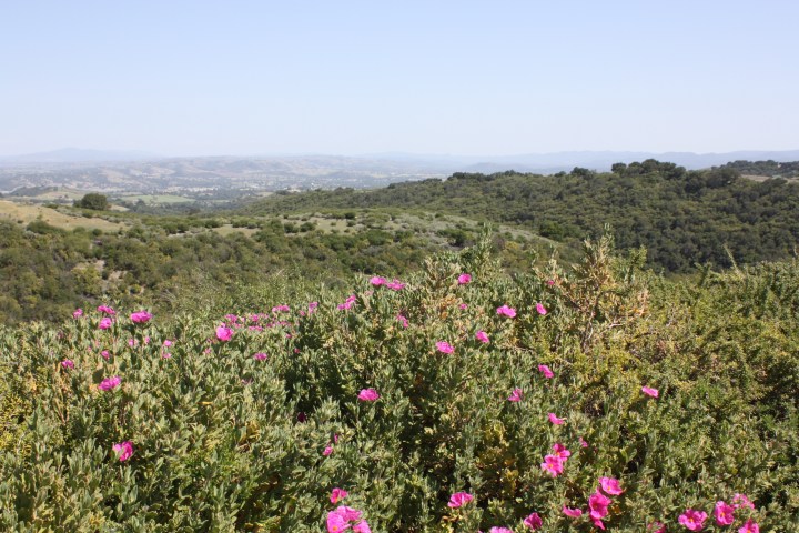 The view at Calcareous Vineyard