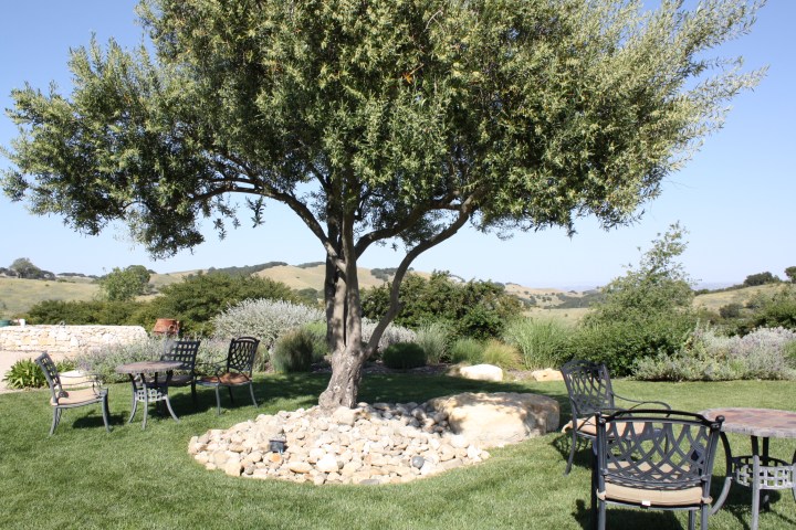 The priceless view at Calcareous Vineyard