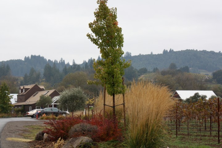 IMG_1478 Truett-Hurst Winery