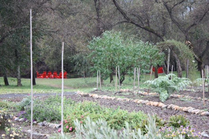 IMG_1491 Truett-Hurst Winery - Organic gardens leading to Dry Creek