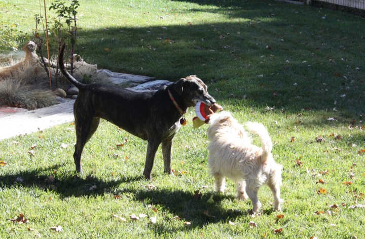 Booker & Per Cazo's resident winery dog, 