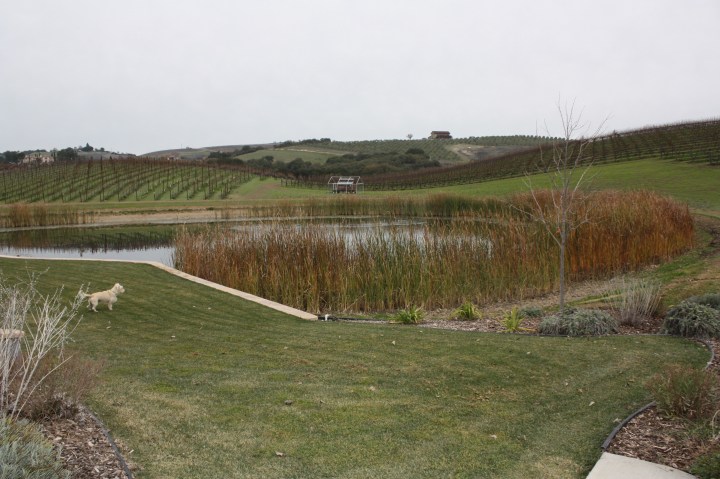 Our dog Booker enjoying the beautiful grounds at Terry Hoage Vineyards