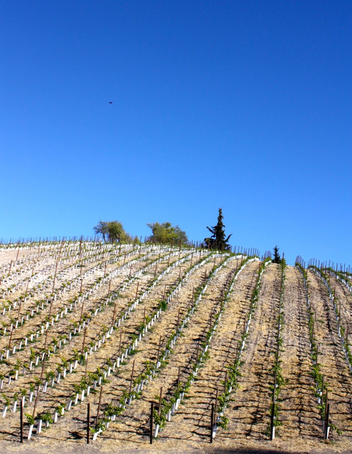 Sweeping views at Law Estate Wines