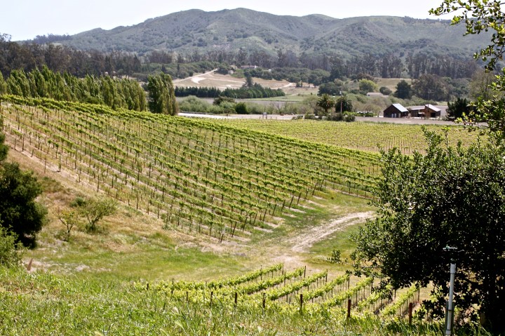 The beautiful vineyards around Babcock Winery & Vineyards