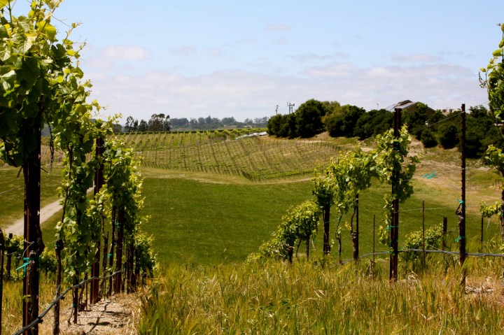The beautiful vineyards around Babcock Winery & Vineyards
