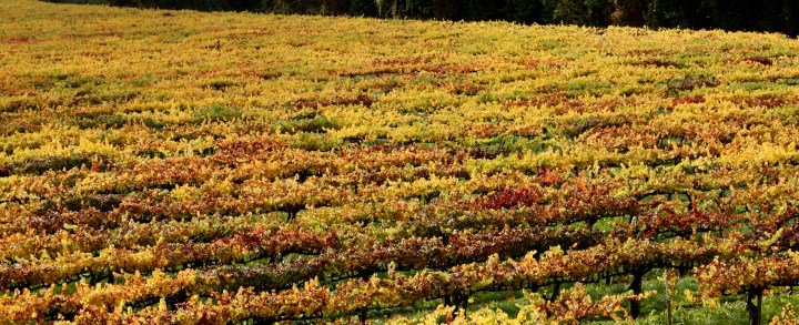 Vibrant Fall colors in the Russian River Valley