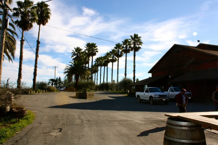 Looking out towards the parking lot at Iron Horse Vineyards
