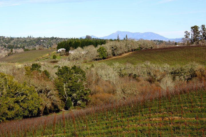 Views from Iron Horse Vineyards