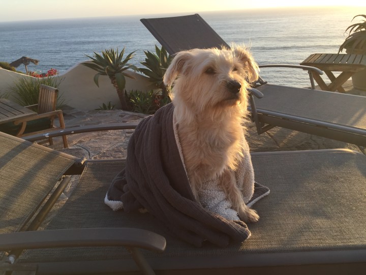 Booker watching the sun melt into the ocean in Puerto Nuevo