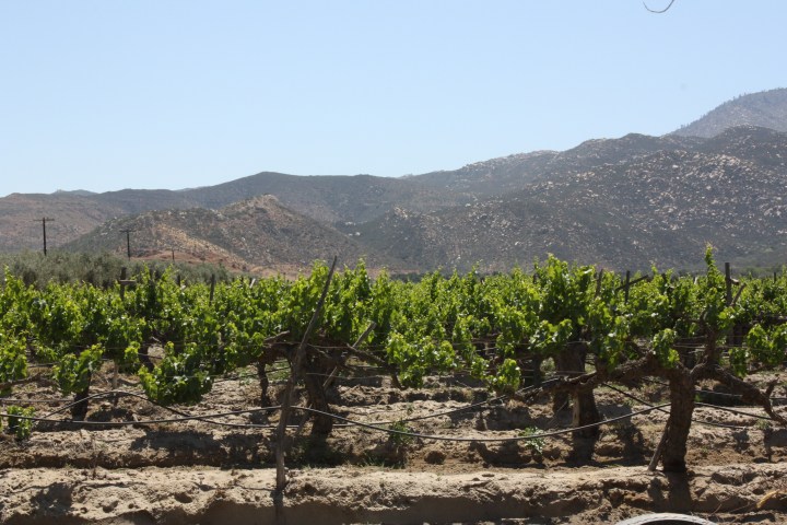Valle de Guadalupe