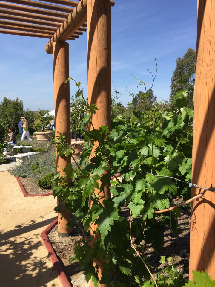 Cholame Vineyard Tasting Event