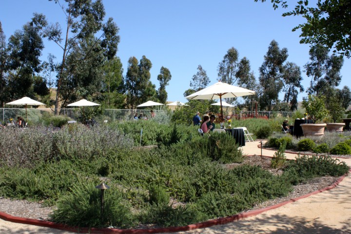 Cholame Vineyard Tasting Event