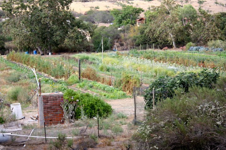 The organic garden at El Mogor