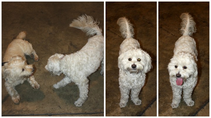 The winery pup & our dog Booker's best friend for the day