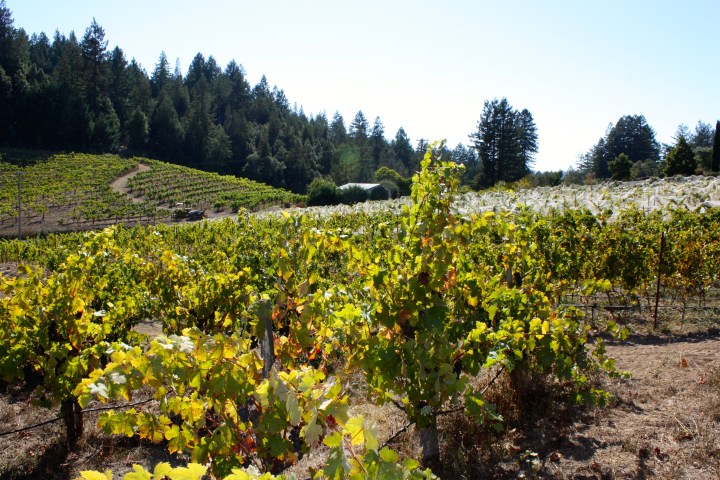 © Wine-ding Road 2016